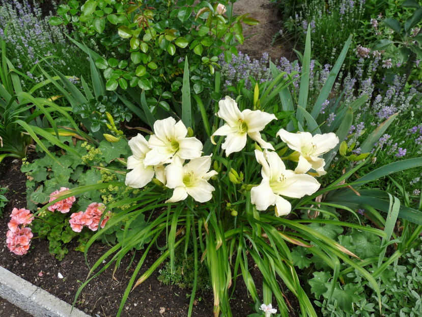  - Hemerocallis