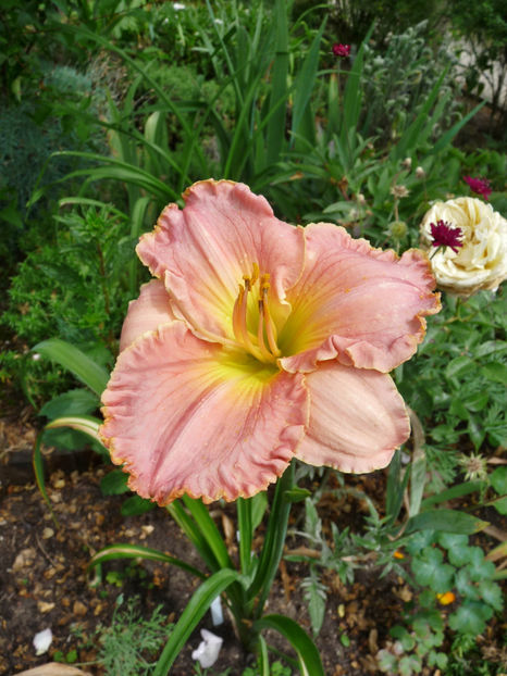  - Hemerocallis