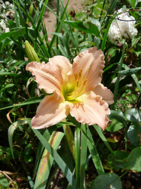  - Hemerocallis