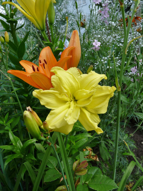  - Hemerocallis