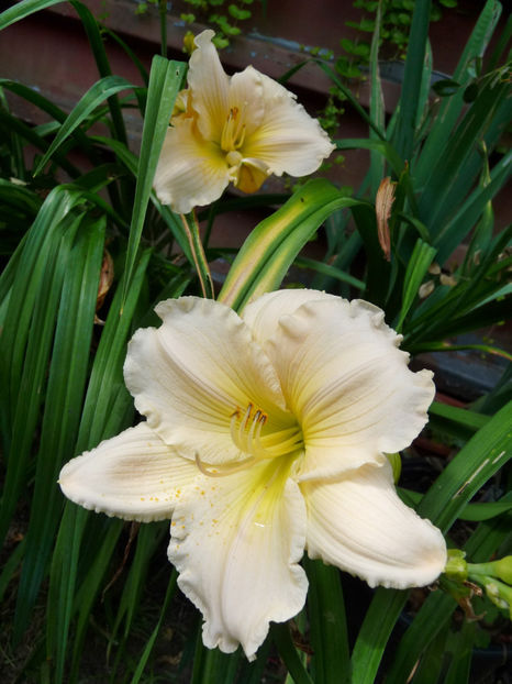  - Hemerocallis