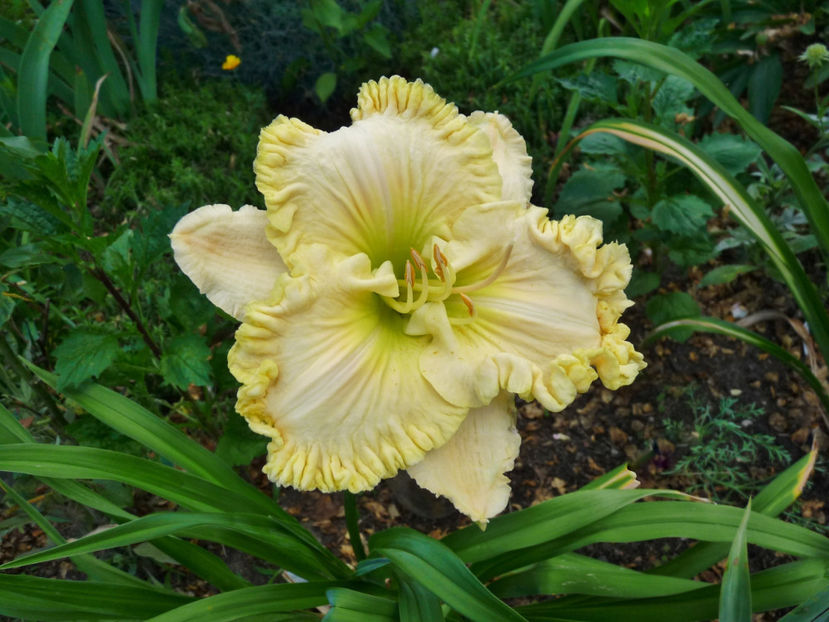  - Hemerocallis