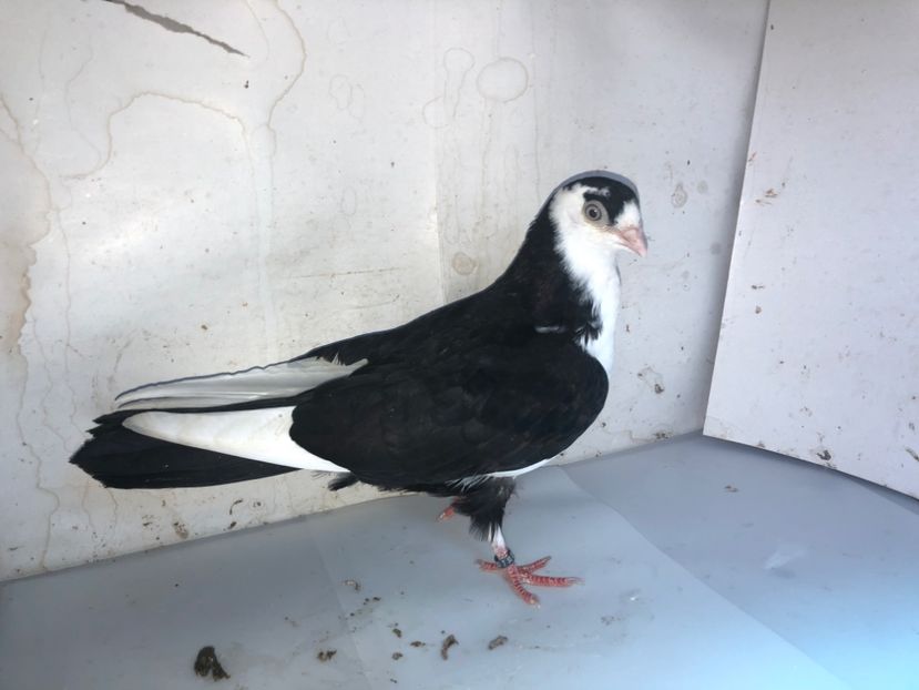 8723  femelă  2020 - Plecați ALBUM 3