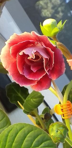 116868427_3151433784938002_2547860236897403450_o - Gloxinia 2020