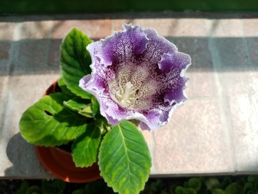 Mov tigrat 2 - Gloxinia 2020