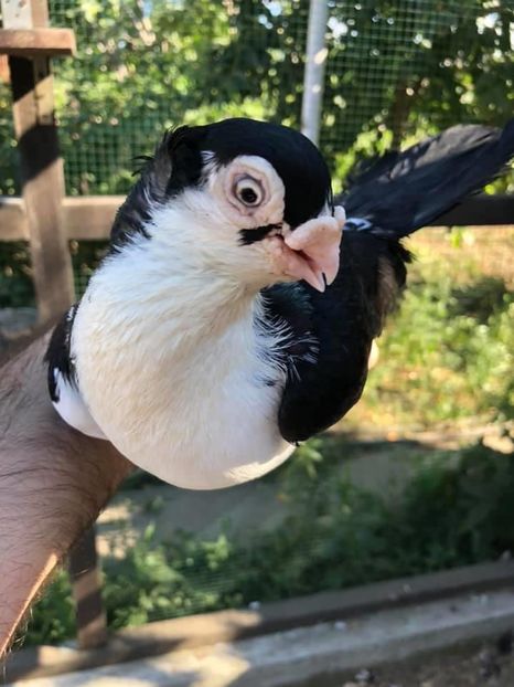 6E65583B-C6A3-43C9-A1D9-A2E77156AC0C - Poze noi