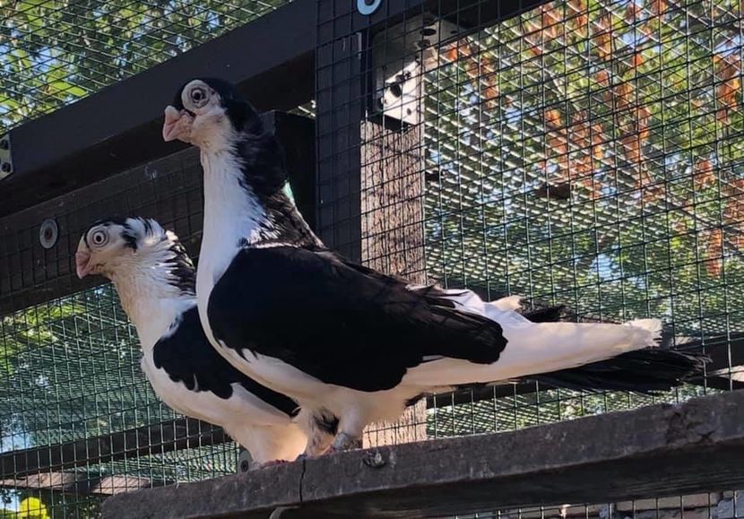 5A496AD0-07A5-44AE-8C4D-1C20FEB1F3A5 - Poze noi