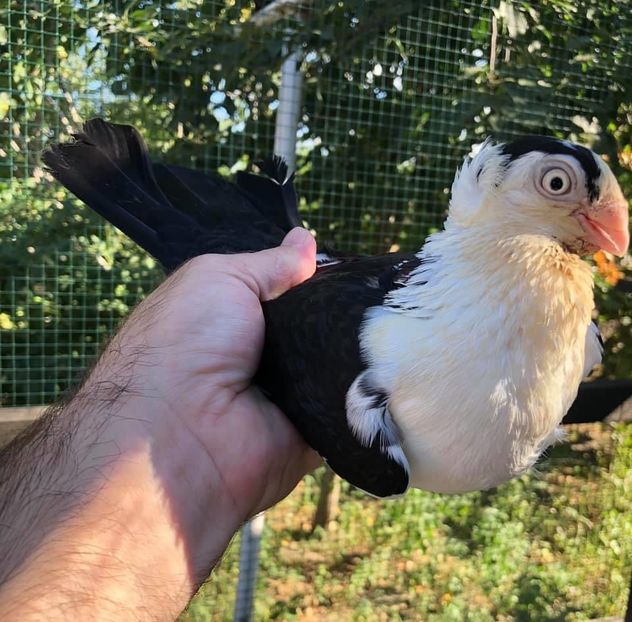 DFC392A6-A07A-46AC-98E2-C0F53E0EC527 - Poze noi