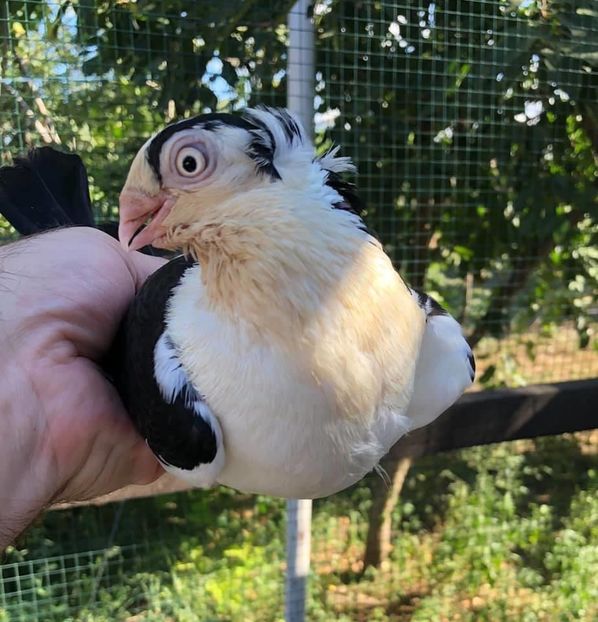 7B0FDE3E-1949-4742-81BB-2678588DC28F - Poze noi