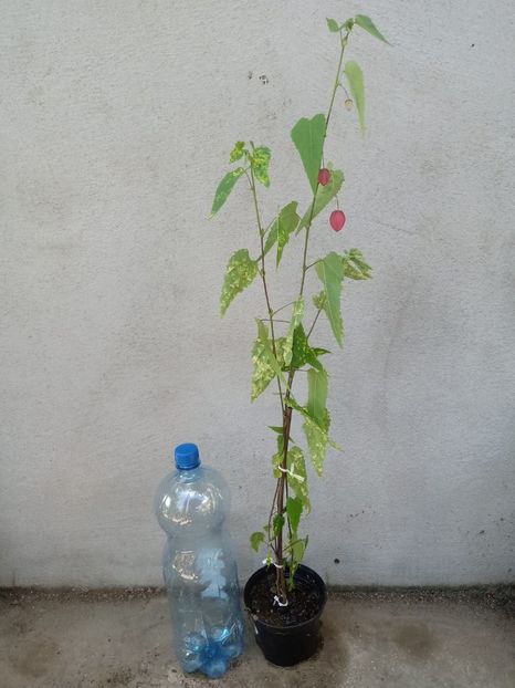 Abutilon megapotamicum pictum-25 lei - Flori de vânzare-2020