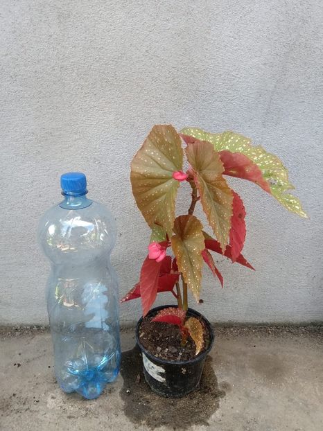 Begonia plămân-15 lei - Flori de vânzare-2020