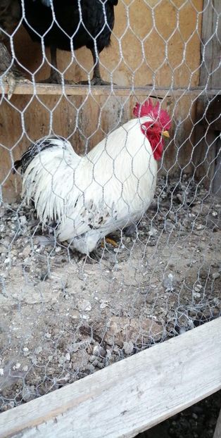 vandut - De vanzare gainuse mi de flori