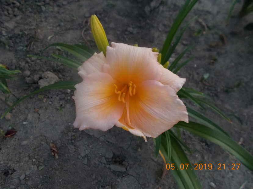 mini pearl-10 - Hemerocallisi disponibili -2021