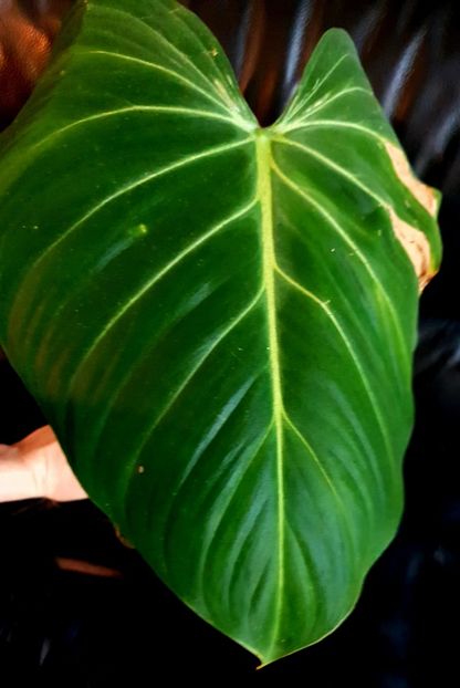 0 - Philodendron GLORIOSUM