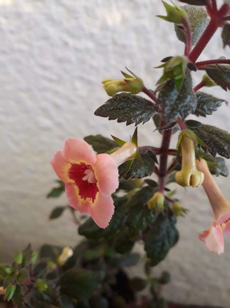  - 001 2021 - Yellow Queen Hy