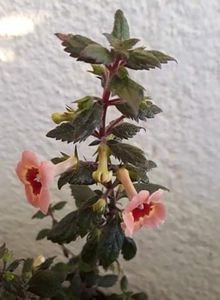  - 001 2021 - Yellow Queen Hy