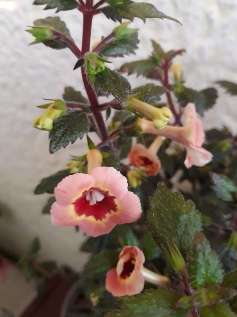  - 001 2021 - Yellow Queen Hy