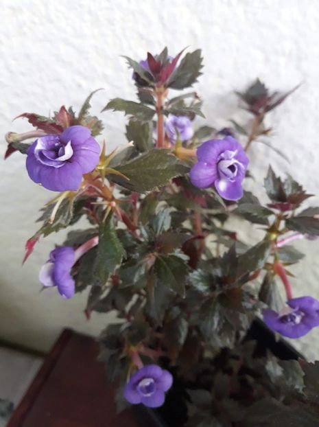  - 001 2021 - Fluffy Wambler