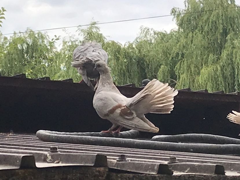 430FF9DE-2935-4738-8257-B30104840BA4 - Zburători Argintii