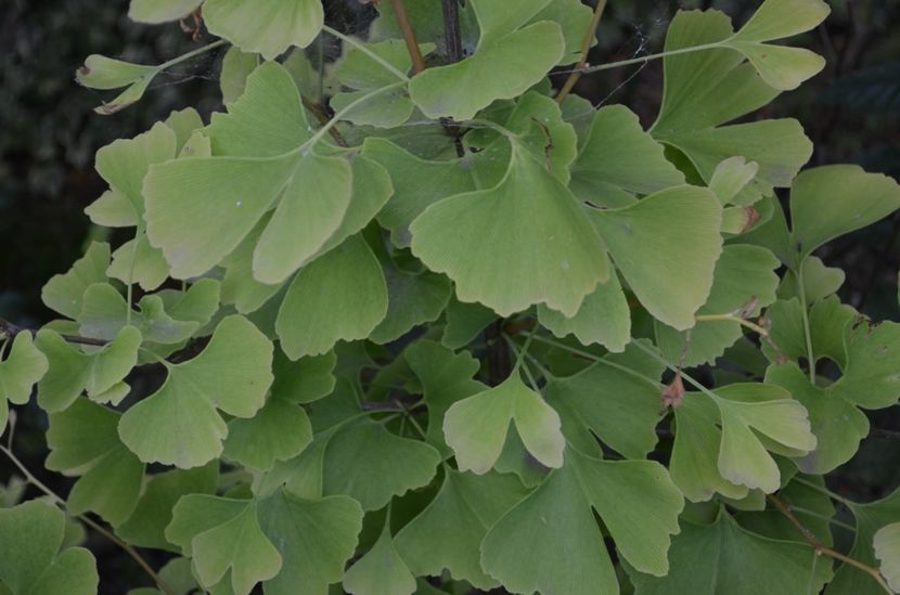 Gingko biloba anul4 - evolutii