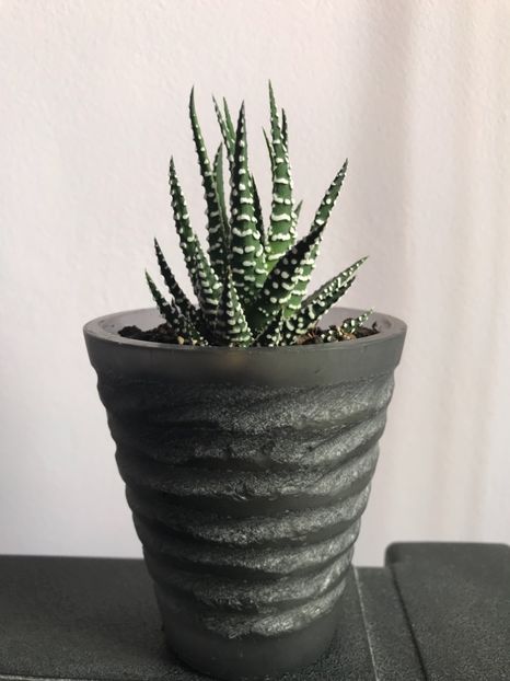 Haworthia fasciata - Cactusi si suculente