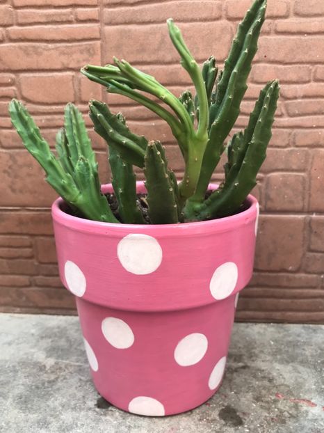 Stapelia grandiflora - Cactusi si suculente