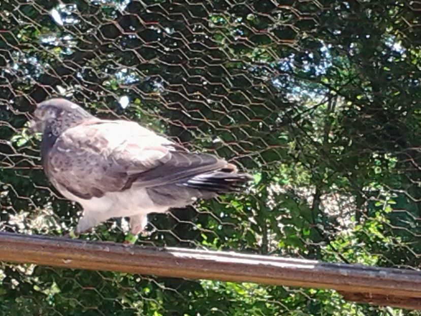 Voiajor M.movuliu.2019. - Porumbei mei Voiajori si Zburatori de Severin