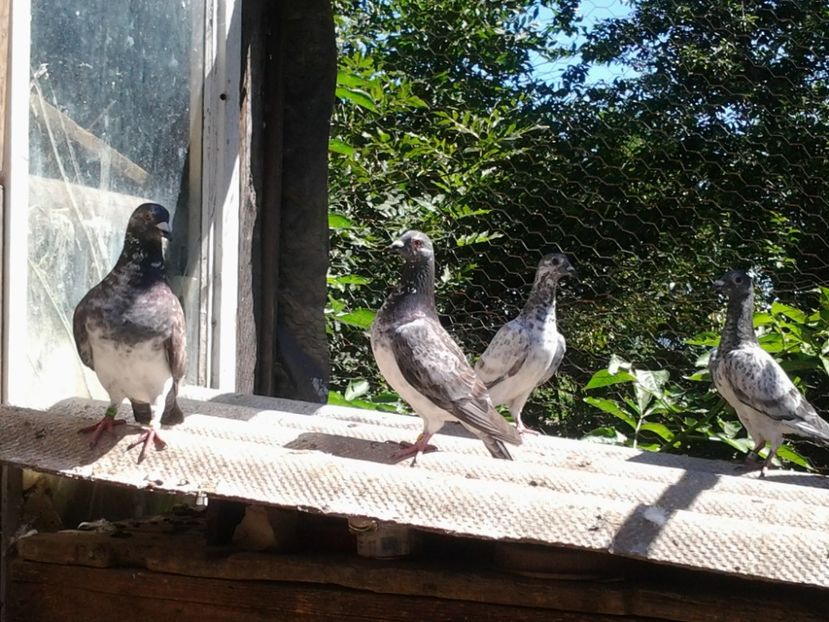 Familie de Voiajori.M movuliu si F sura. - Porumbei mei Voiajori si Zburatori de Severin