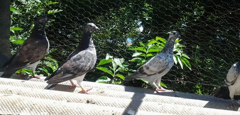 Familie Voiajori. - Porumbei mei Voiajori si Zburatori de Severin