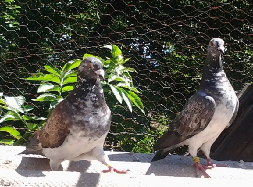 Voiajori pereche2019. - Porumbei mei Voiajori si Zburatori de Severin