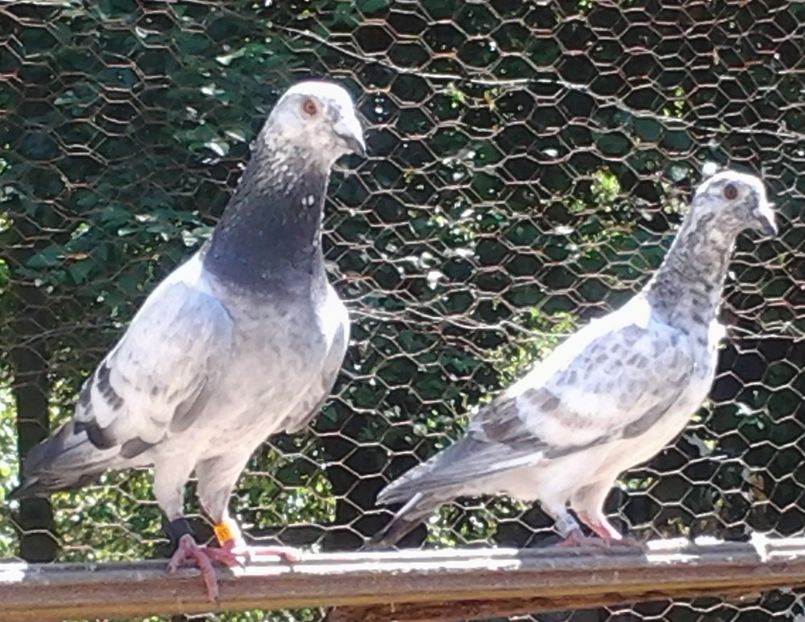 Voiajori M Olandez si puiul M 2020. - Porumbei mei Voiajori si Zburatori de Severin