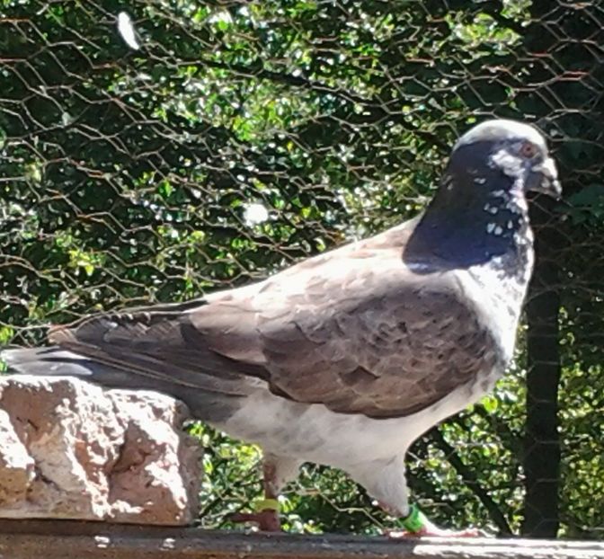 Voiajor 2019 .Culoare movuliu. - Porumbei mei Voiajori si Zburatori de Severin