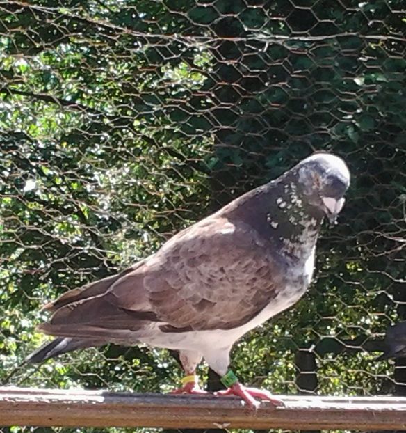 M2019. - Porumbei mei Voiajori si Zburatori de Severin