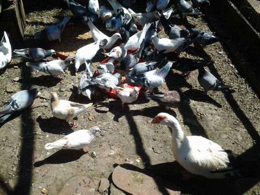 Voiajori la gramada. - Porumbei mei Voiajori si Zburatori de Severin