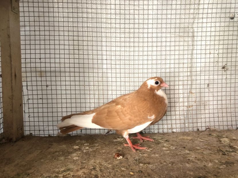 2032/20 - 3-lot zbor 2020