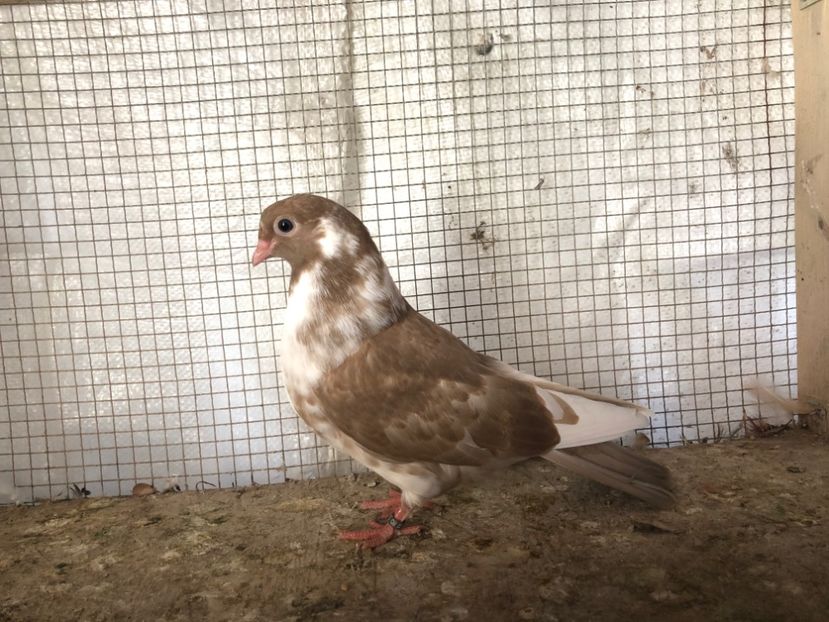 2035/20 - 3-lot zbor 2020