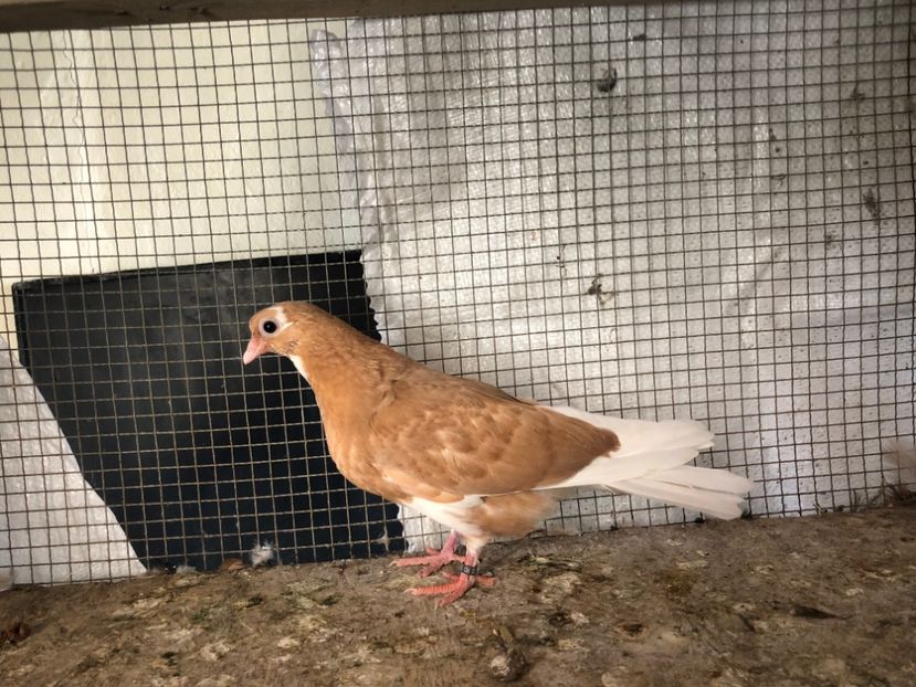 2033/20 - 3-lot zbor 2020