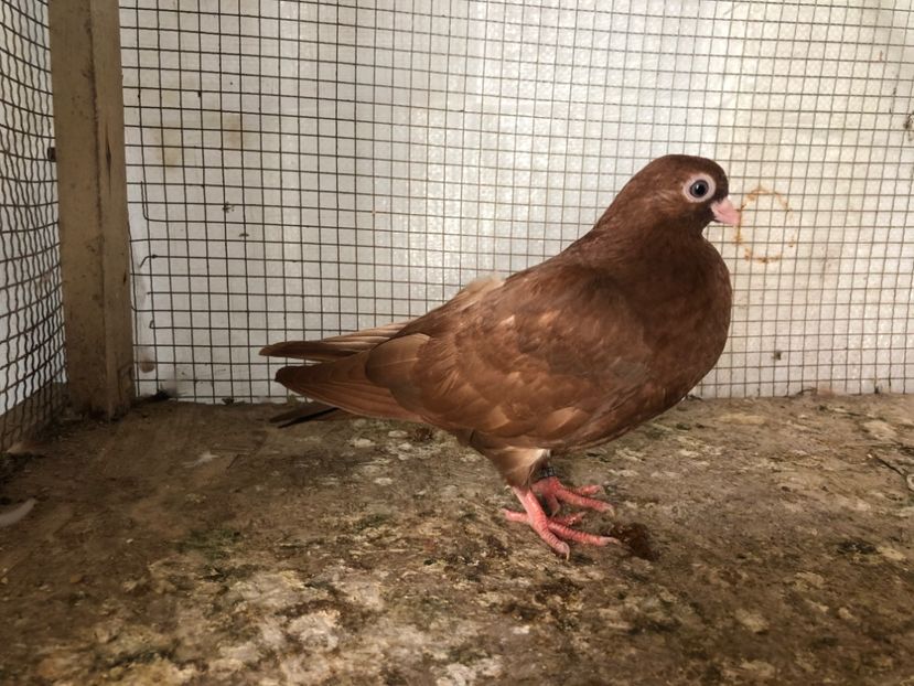 2022/20 - 3-lot zbor 2020