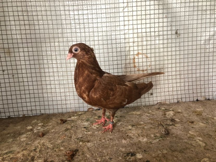 2019/20 - 3-lot zbor 2020