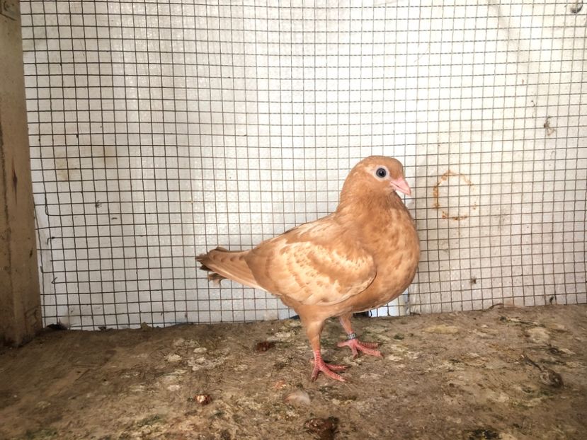 2014/20 - 3-lot zbor 2020