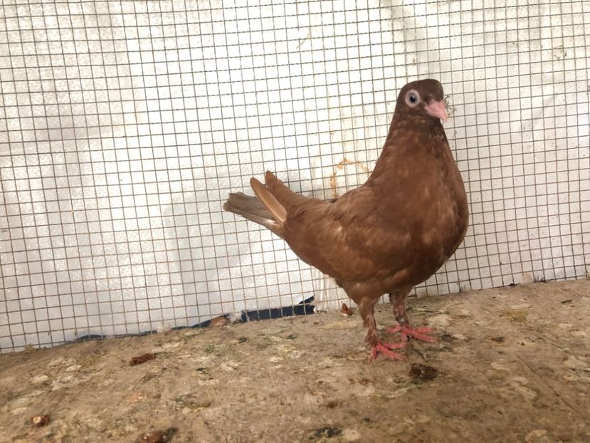 2018/20 - 3-lot zbor 2020