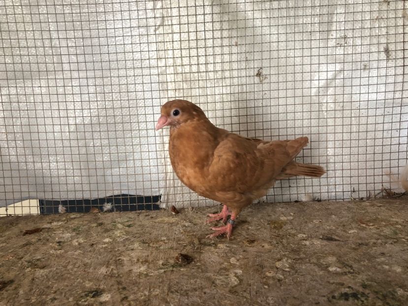 2030/20 - 3-lot zbor 2020