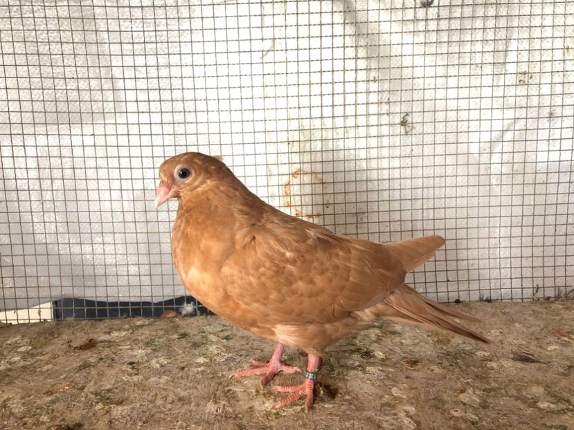 2028/20 - 3-lot zbor 2020