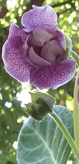 Biser V. - Gloxinia 2020