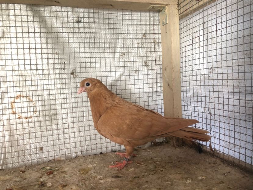 2031/20 - 3-lot zbor 2020