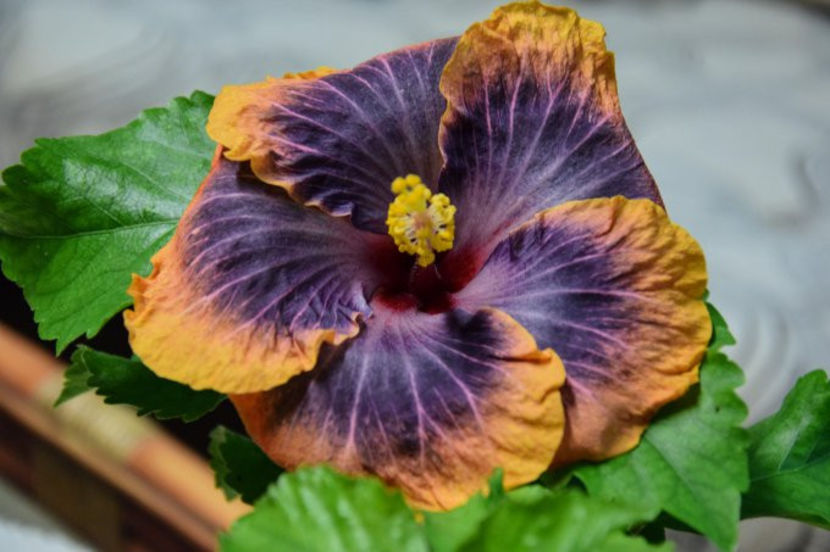 RK Magical Evening - poze