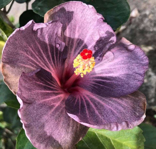 PM Grayist Blue - poze