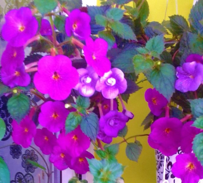  - 000013 ACHIMENES