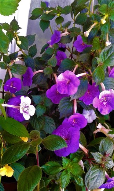  - 000013 ACHIMENES