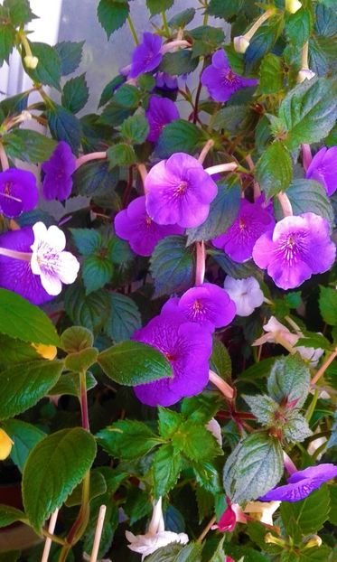  - 000013 ACHIMENES
